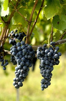Italian Masterclass - 30th October